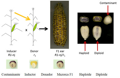 Figura 1: Inducción de haploidía materna, y los tipos de granos que se obtienen de una cruza de inducción típica.