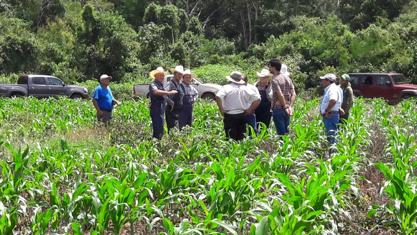 Visita a área de extensión con productores menonitas, Hopelchén, Campeche.
